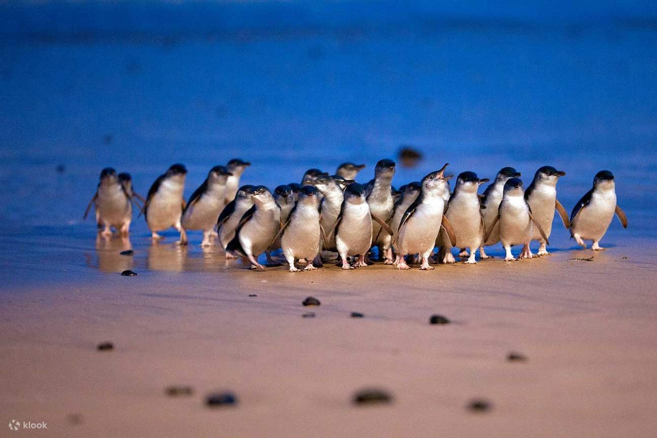 DAY 6: Arrive in to Melbourne - the Victorian Capital. Visit Philip Island where we enjoy the Penguin Parade.